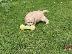 PoulaTo: Cavapoo Red